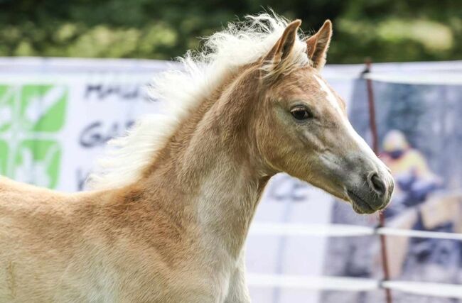 Edelbluthaflinger Stutfohlen, René Herr Arlt, Horses For Sale, Bad Sulza, Image 4