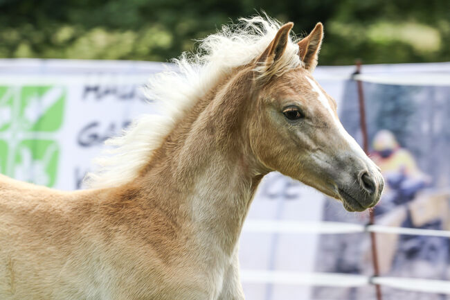 Edelbluthaflinger Stutfohlen, Selina Franke, Horses For Sale, Schmiedehausen