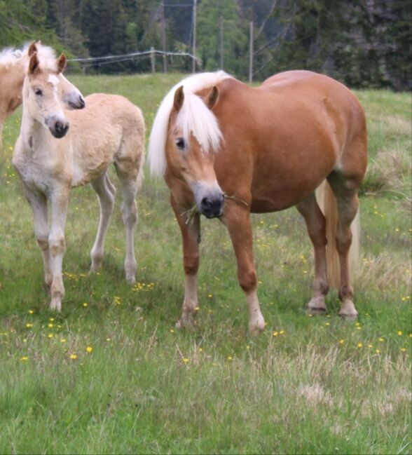 Haflingerstute Familienpferd, Monika , Horses For Sale, Südtirol , Image 2