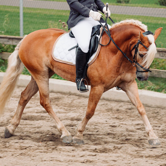 Haflingerstute von Wienerart, Heike Drexler, Horses For Sale, Hessenberg