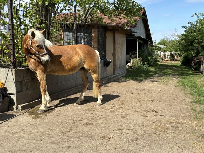 Haflingerstute Herzenspferd, Teresa Laubner, Horses For Sale, Schönau an der Triesting , Image 4