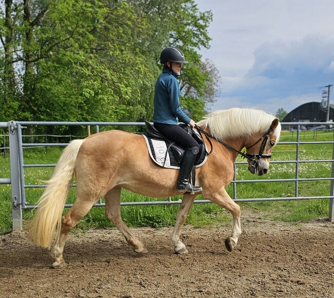 Haflingerstute ❤️, Denise, Horses For Sale, Aurolzmünster , Image 5