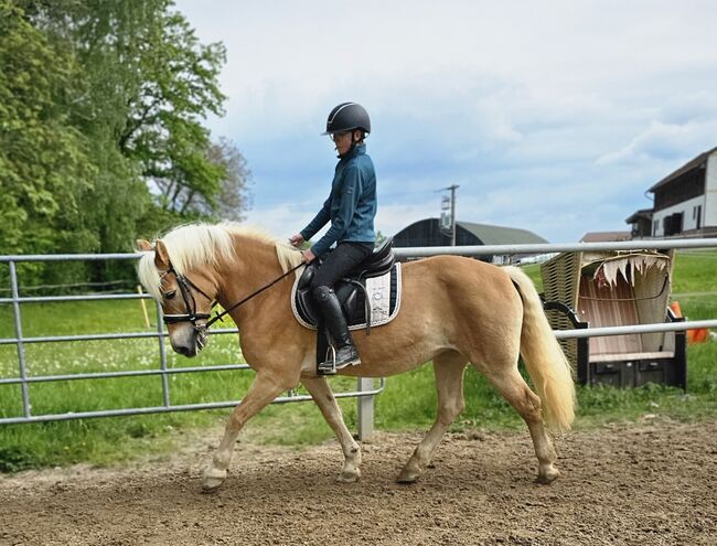 Haflingerstute ❤️, Denise, Horses For Sale, Aurolzmünster , Image 4