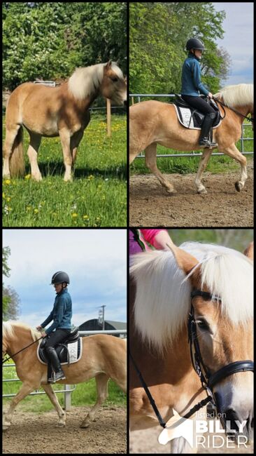 Haflingerstute ❤️, Denise, Horses For Sale, Aurolzmünster , Image 7