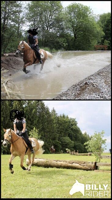 Haflingerstute, Brigitte , Horses For Sale, Biberbach , Image 3