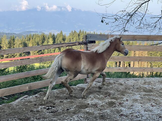 Stutfohlen Haflinger, Katharina Sneditz, Horses For Sale, Diex, Image 5