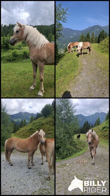 Haflinger Stute, Celina, Horses For Sale, Dorfgastein, Image 7