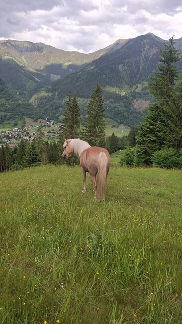 Haflinger Stute, Celina, Horses For Sale, Dorfgastein, Image 5