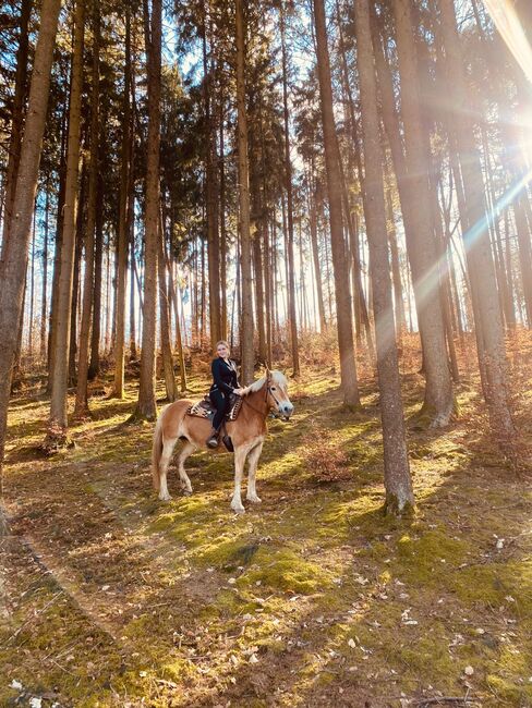 Haflinger Stute, Jana Wurm, Horses For Sale, Golling, Image 8