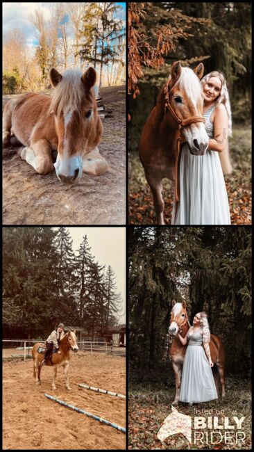 Haflinger Stute, Jana Wurm, Horses For Sale, Golling, Image 13