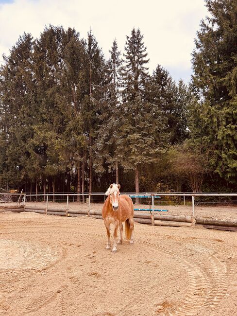 Haflinger Stute, Jana Wurm, Horses For Sale, Golling, Image 12