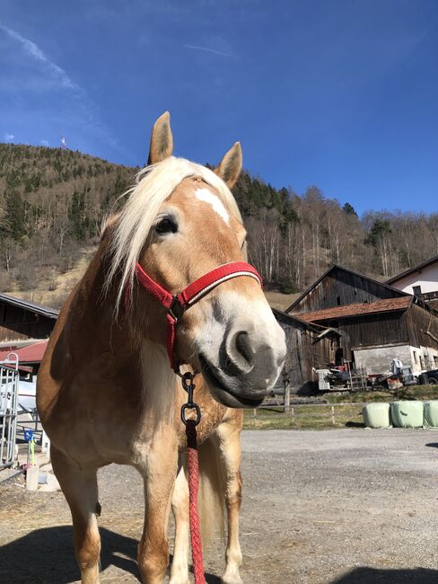 Haflingerstute, Antonia , Horses For Sale, Landeck, Image 3