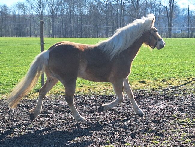 Haflinger Stute, Martin Rösner , Horses For Sale, Piberbach 