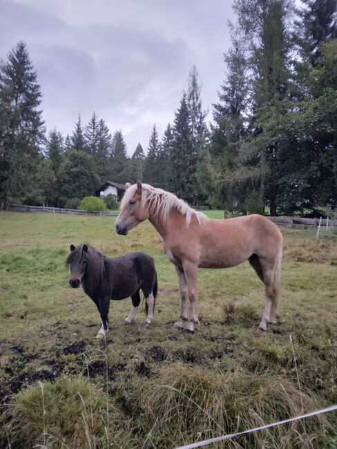 Haflingerstute, Bernadett , Horses For Sale, Polling , Image 2