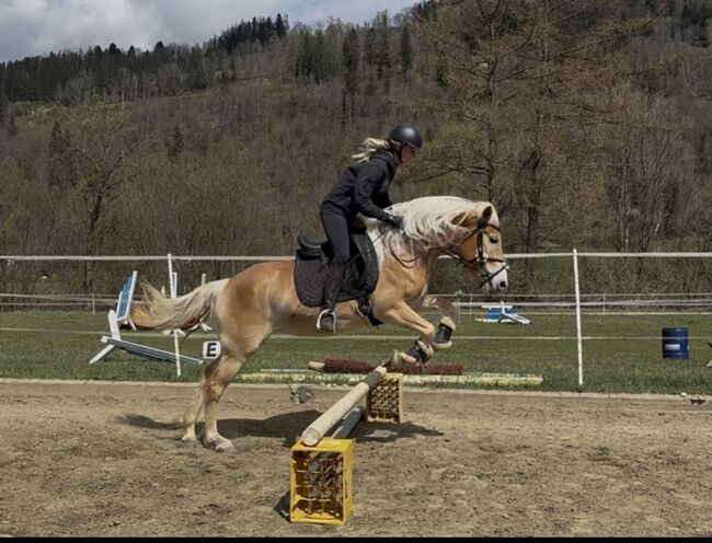 Haflinger Stute, Anna Bischof, Horses For Sale, Sankt Peter am Kammersberg