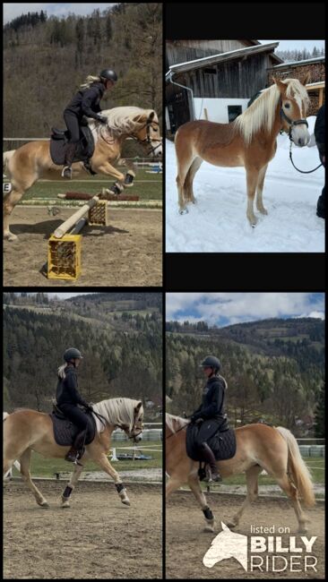 Haflinger Stute, Anna Bischof, Horses For Sale, Sankt Peter am Kammersberg, Image 5