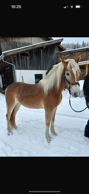 Haflinger Stute, Anna Bischof, Horses For Sale, Sankt Peter am Kammersberg, Image 2
