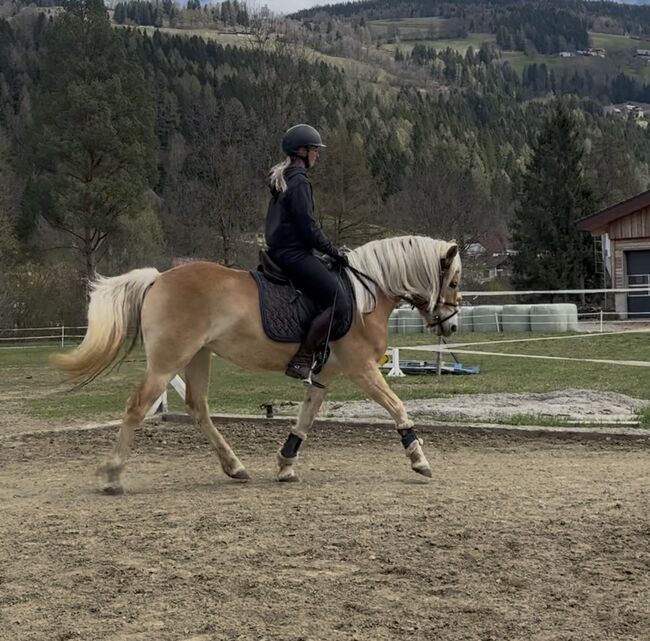 Haflinger Stute, Anna Bischof, Horses For Sale, Sankt Peter am Kammersberg, Image 3