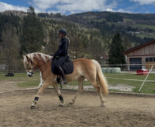 Haflinger Stute, Anna Bischof, Horses For Sale, Sankt Peter am Kammersberg, Image 4