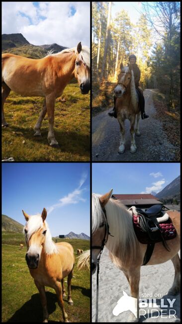 Haflinger Stute, Kathrin Th, Horses For Sale, Terfens, Image 5