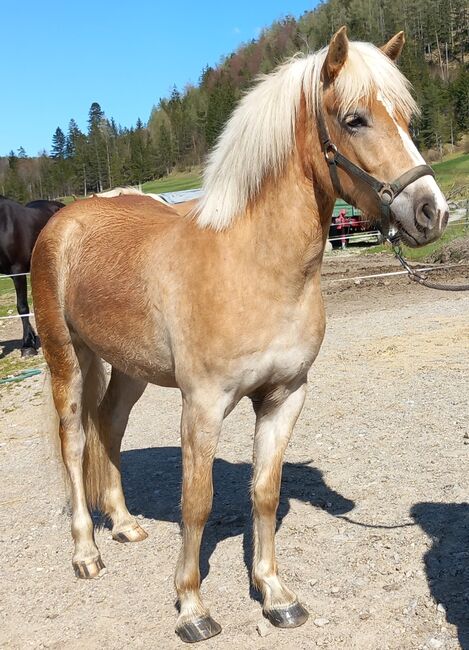 Haflinger Stute, Pfeffer Mathias , Horses For Sale, Wienerbruck, Image 10