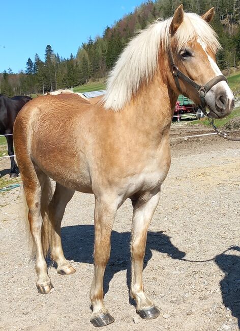 Haflinger Stute, Pfeffer Mathias , Horses For Sale, Wienerbruck, Image 5