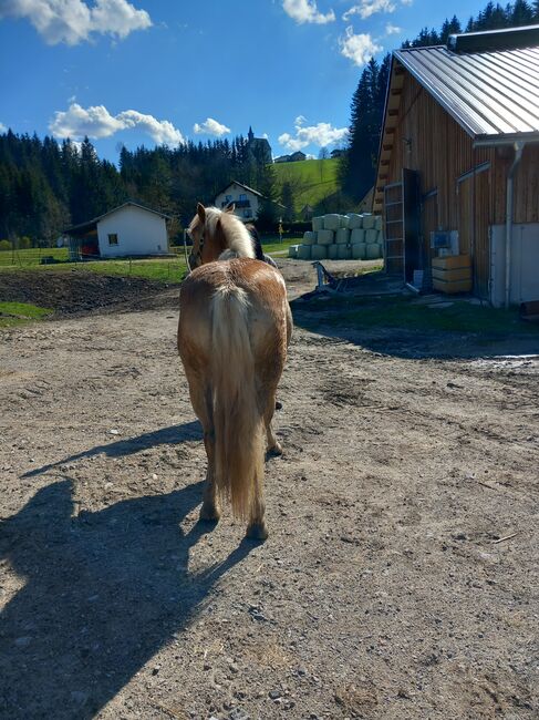 Haflinger Stute, Pfeffer Mathias , Horses For Sale, Wienerbruck, Image 13