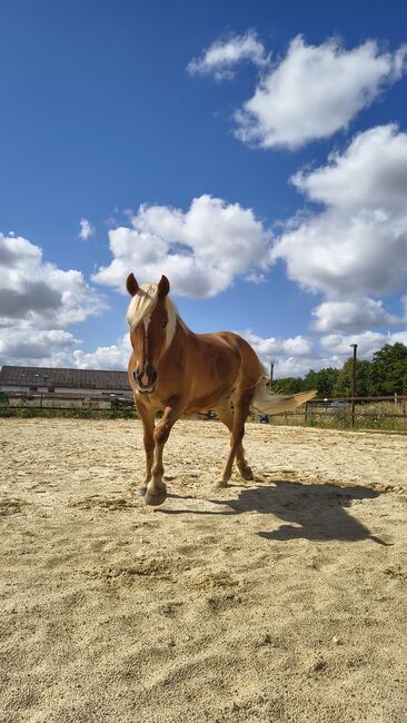 Haflingerstute sucht liebevolles Zuhause als Beistellpferd, Jaqueline, Horses For Sale, Wöllstadt