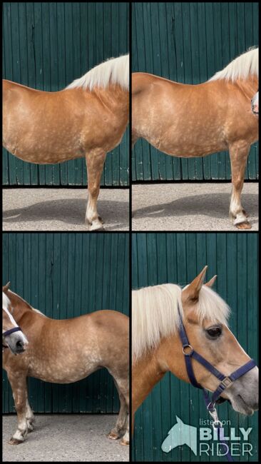 Haflingerstute sucht neues Zuhause!, Felizia Schleiff, Horses For Sale, Nordkirchen , Image 5