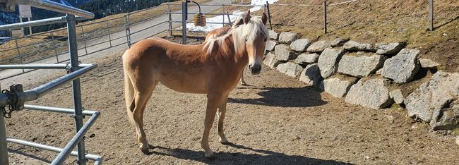 Haflinger Stute 1 Jährig, Melmer Andrea, Pferd kaufen, St.Sigmund, Abbildung 3