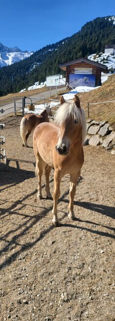 Haflinger Stute 1 Jährig, Melmer Andrea, Pferd kaufen, St.Sigmund
