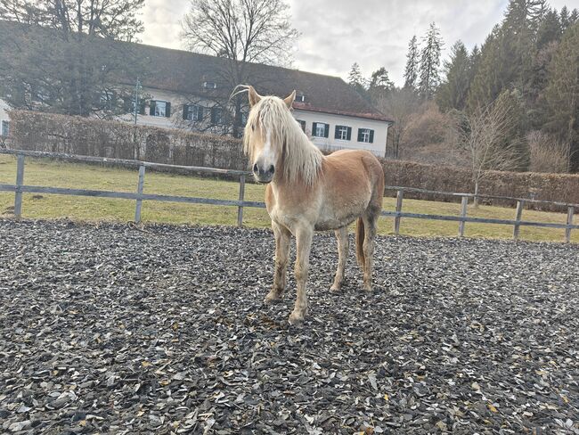 Haflinger Stute 2 jährig im März von NON STOP, Meli, Pferd kaufen, Ligist 