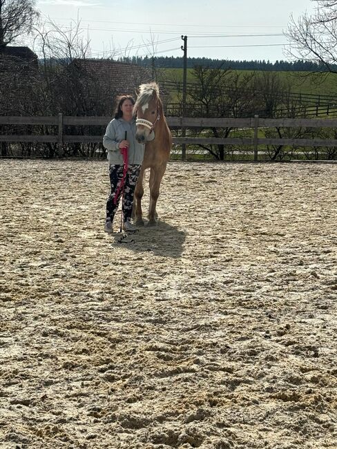 Haflinger Stute 3 Jahre sucht Lebens Platz Freistadt OÖ, Nicole Kapeller, Pferd kaufen, Freistadt , Abbildung 4