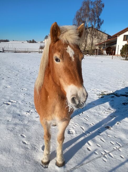 Haflinger Stute 8jährig, Wiester , Pferd kaufen, Eitting