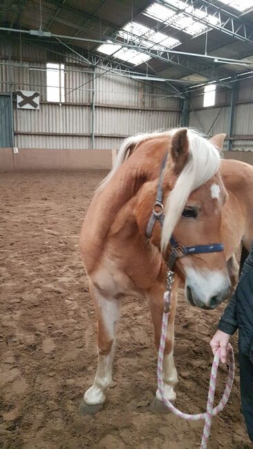 Haflinger Stute an, Langenbrink , Pferd kaufen, Warpe , Abbildung 4