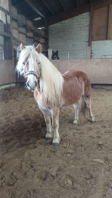 Haflinger Stute, Louisa Sandstede , Pferd kaufen, Edewecht, Abbildung 2