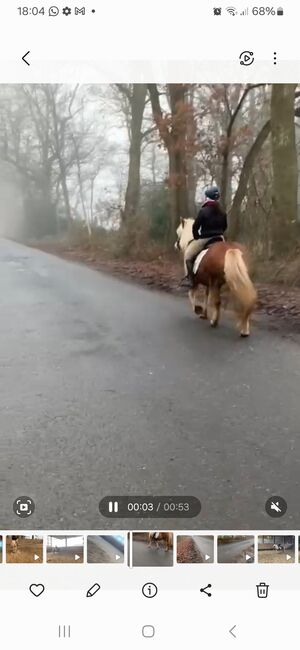 Haflinger Stute, Louisa Sandstede , Pferd kaufen, Edewecht, Abbildung 3