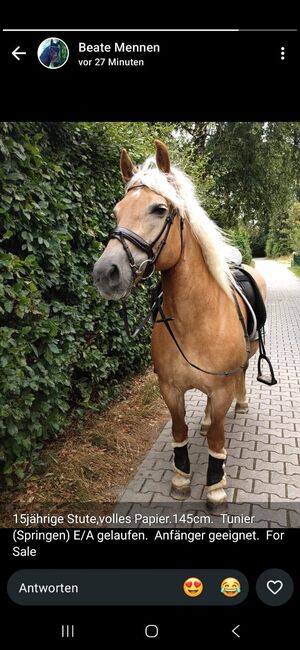 Haflinger Stute, B.M., Pferd kaufen, Großheide