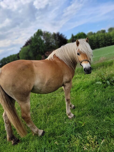 Haflinger Stute an, Langenbrink , Pferd kaufen, Warpe , Abbildung 5