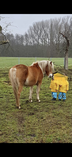 Haflinger Stute an, Langenbrink , Pferd kaufen, Warpe 