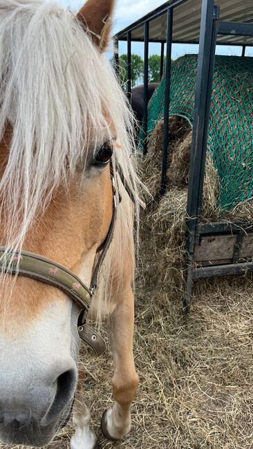 Haflinger Stute an, Langenbrink , Pferd kaufen, Warpe , Abbildung 6