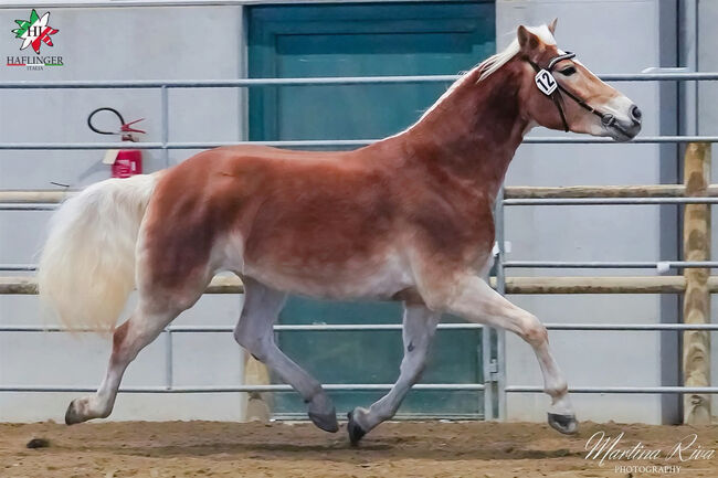 Haflinger Stute, Monika , Pferd kaufen, Südtirol 