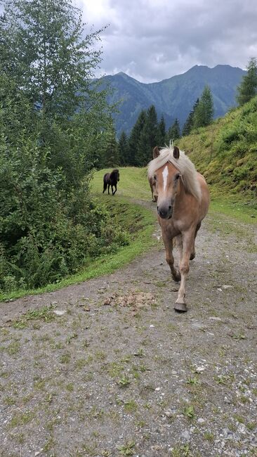 Haflinger Stute, Celina, Pferd kaufen, Dorfgastein, Abbildung 3