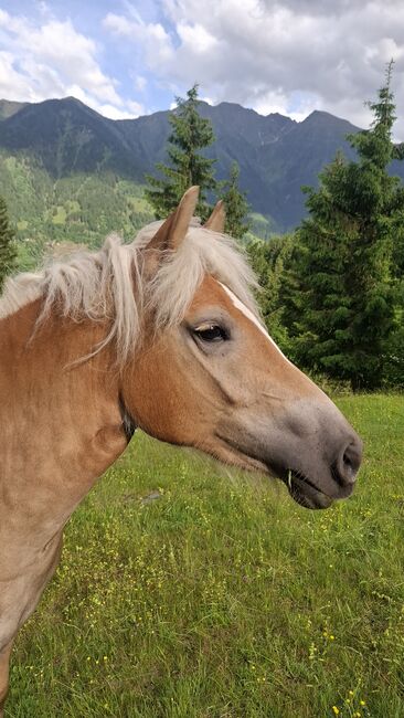 Haflinger Stute, Celina, Pferd kaufen, Dorfgastein, Abbildung 6