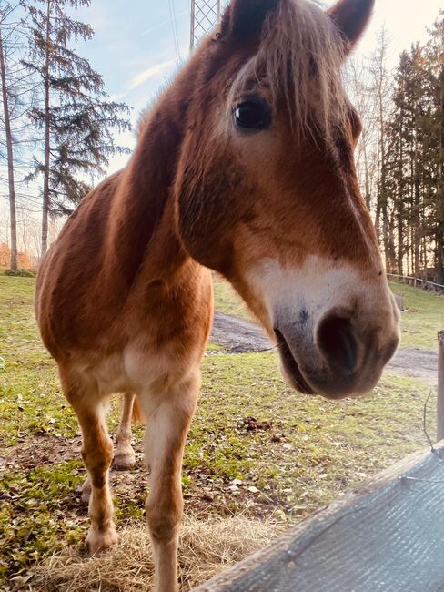 Haflinger Stute, Jana Wurm, Pferd kaufen, Golling, Abbildung 7