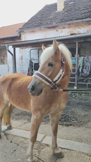 Haflinger Stute, Jasmin, Pferd kaufen, Paldau , Abbildung 2