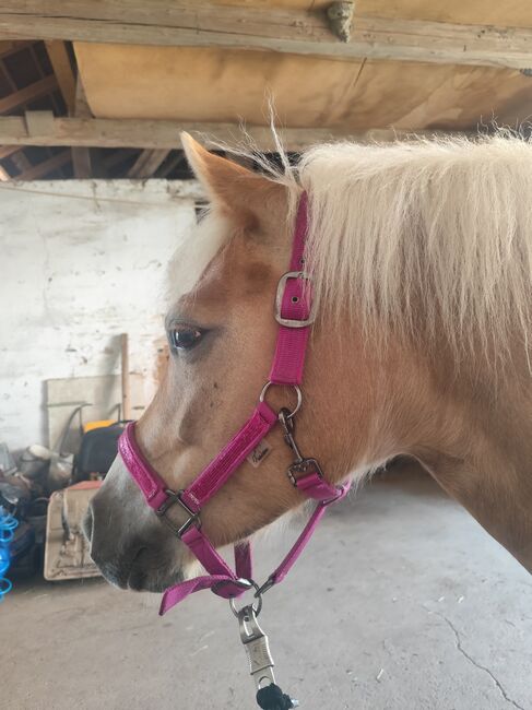 Haflinger Stute, Jasmin, Pferd kaufen, Paldau , Abbildung 3