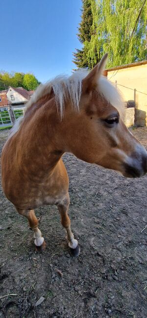 Haflinger Stute, Jasmin, Pferd kaufen, Paldau 