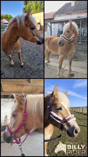 Haflinger Stute, Jasmin, Pferd kaufen, Paldau , Abbildung 5