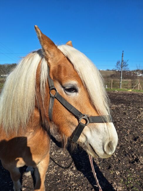 Haflinger Stute, Martin Rösner , Pferd kaufen, Piberbach , Abbildung 4